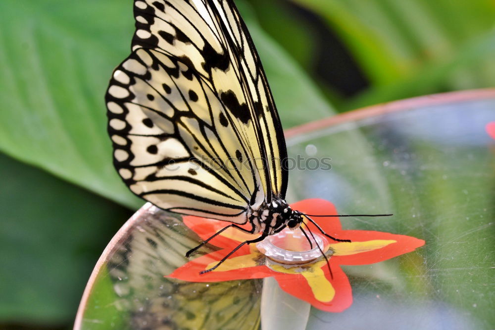 Similar – Image, Stock Photo Butterfly at breakfast