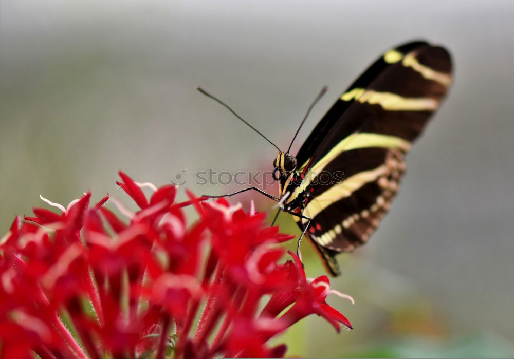 Similar – hibiscus flower Nature