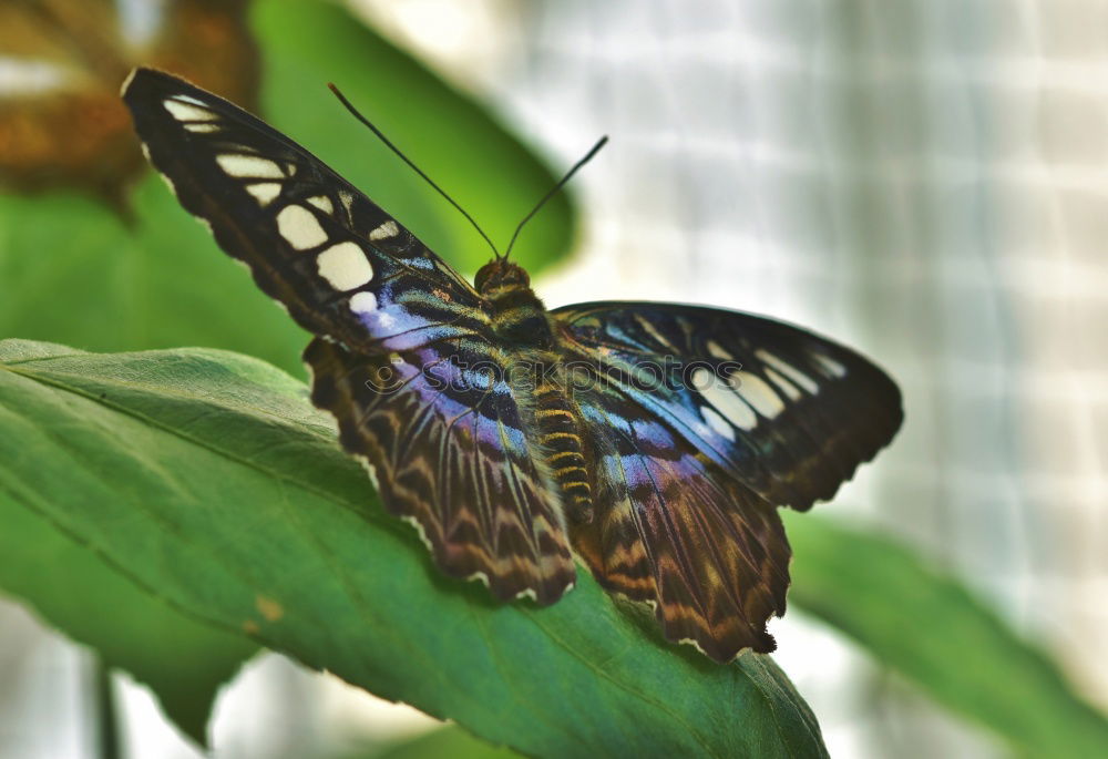 Similar – weiße punkte Schmetterling