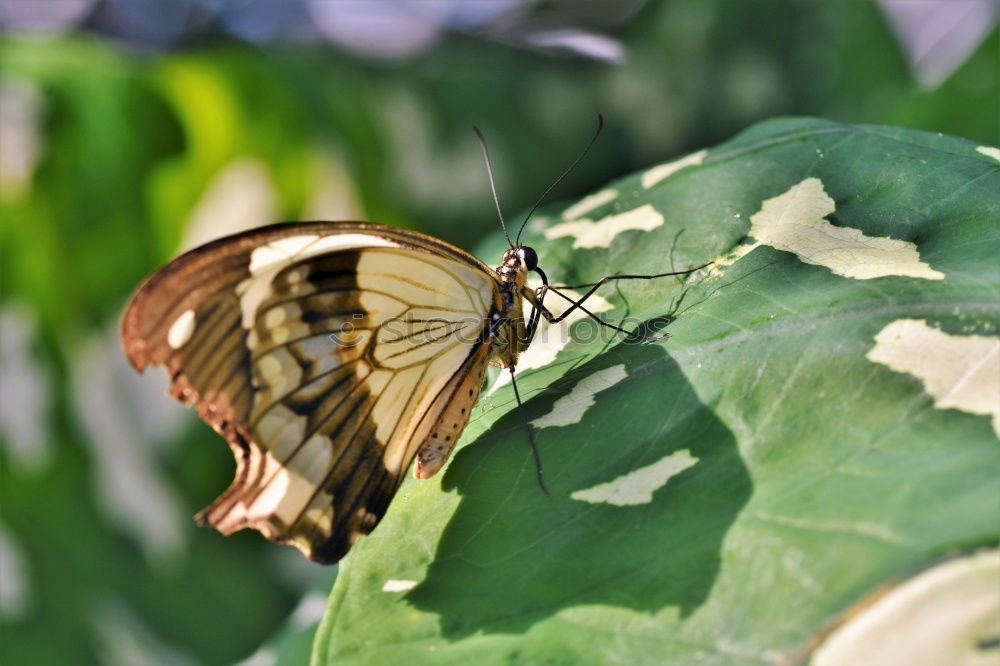 Similar – Image, Stock Photo Pigeon tail; macroglossum; stellatarum;