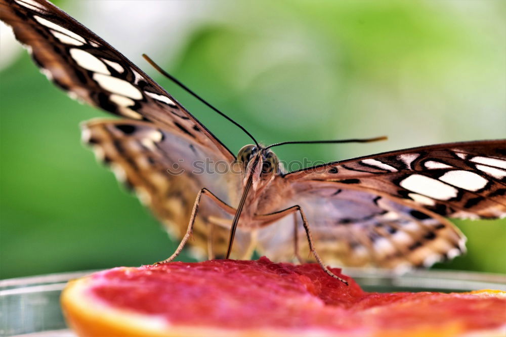 Similar – Image, Stock Photo Macro Butterfly