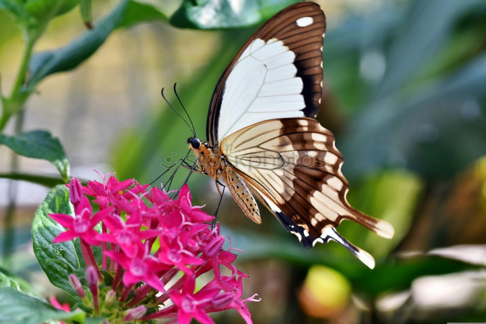 Similar – Image, Stock Photo butterfly in the morning…