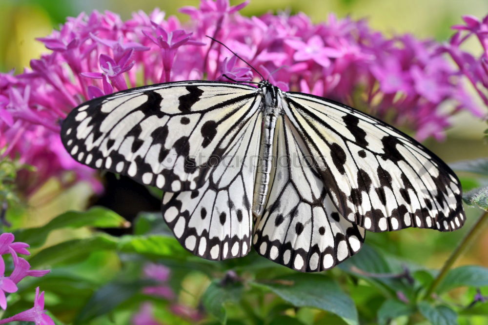 Similar – Image, Stock Photo 10 cm span width Nature