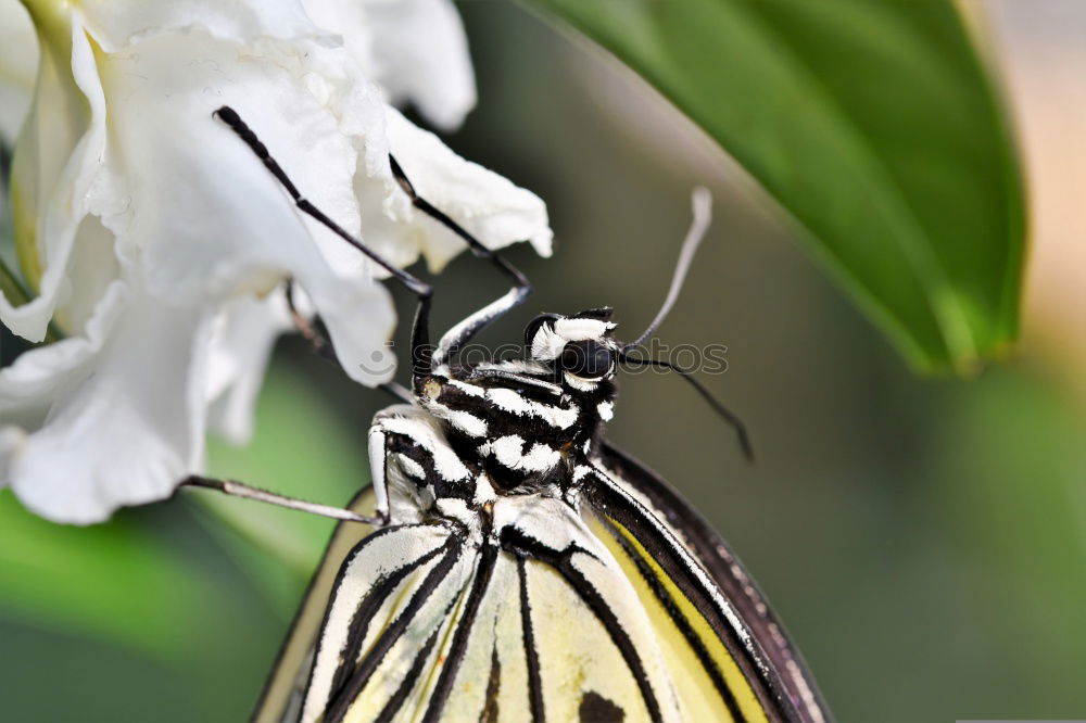 Similar – Image, Stock Photo admiral Plant Animal Sun