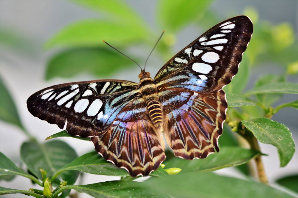 Similar – Image, Stock Photo butterfly in the morning…