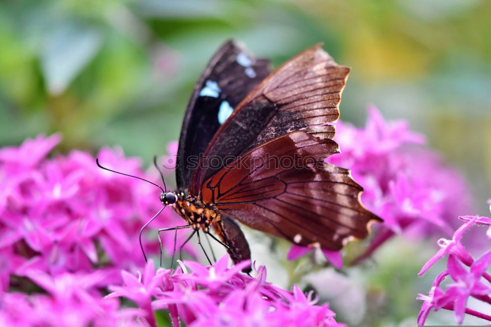 Similar – Foto Bild Schmetterling *4 Blume rot