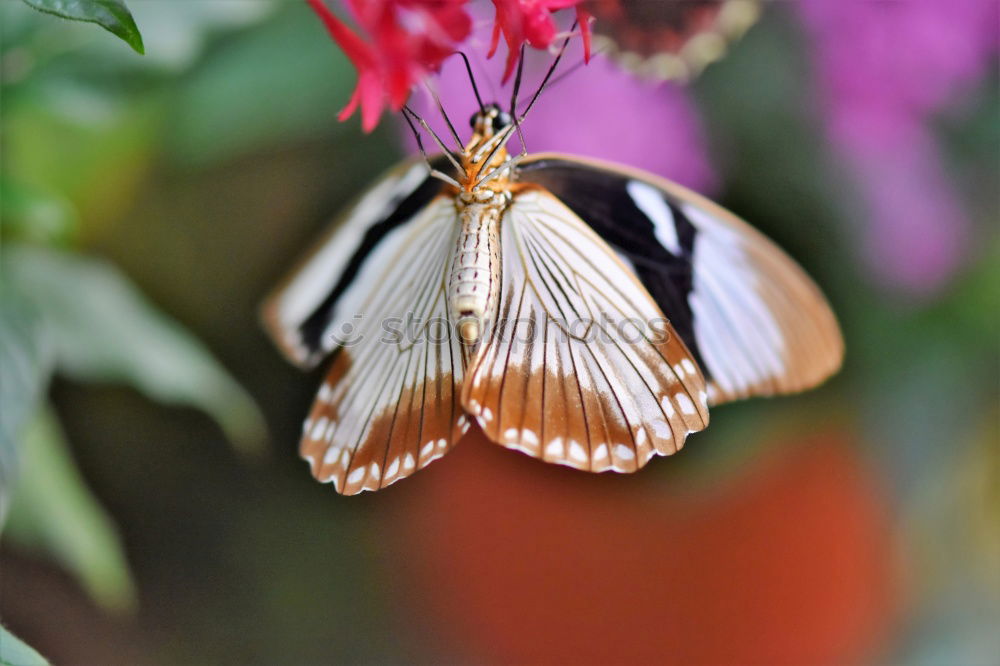 Similar – Image, Stock Photo admiral Butterfly Insect