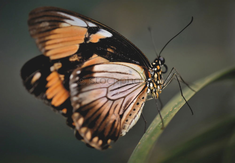 Similar – White Peacock Anartia Jatrophae