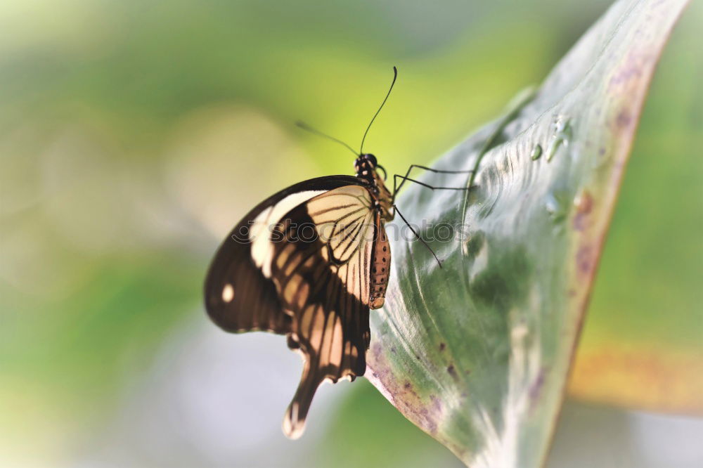 Frau Schmetterling, geb. Raupe