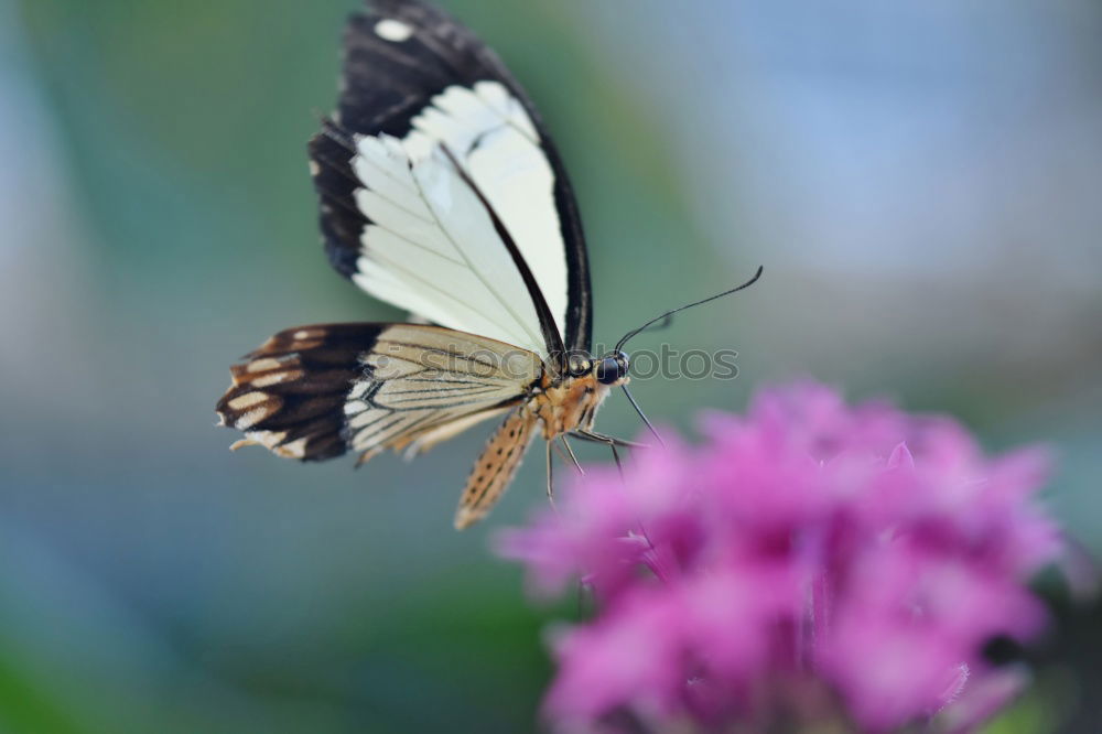 Similar – Foto Bild Antenne Butterfly