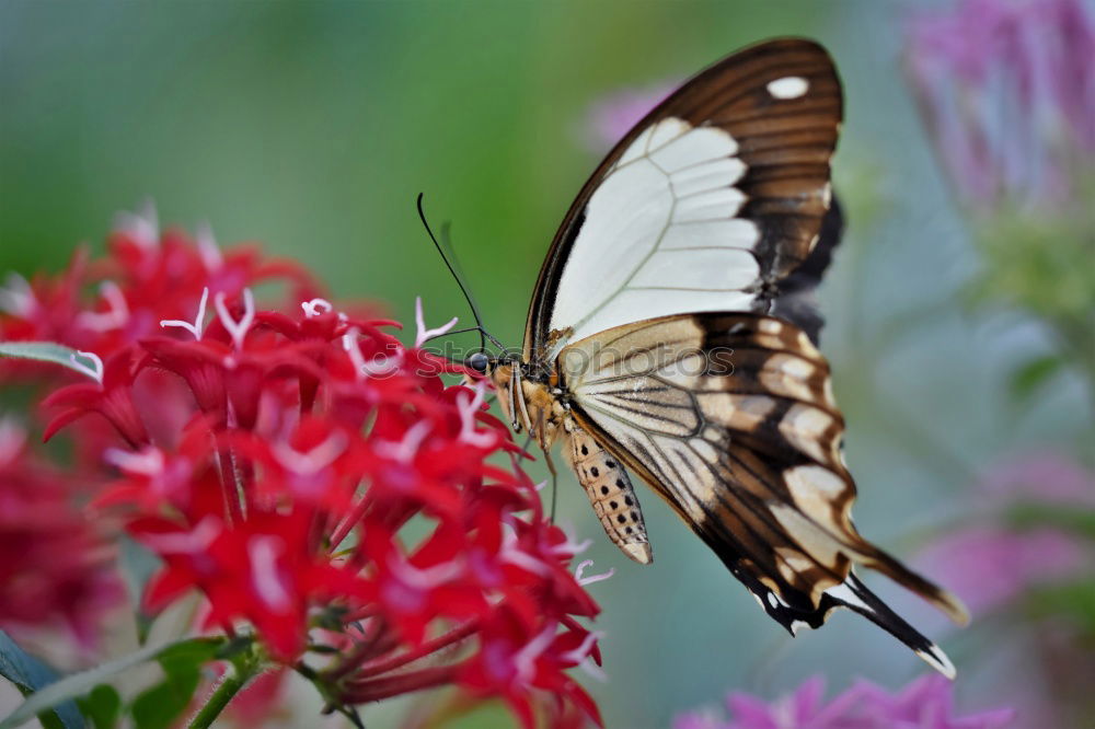 Similar – fringed Nature Plant