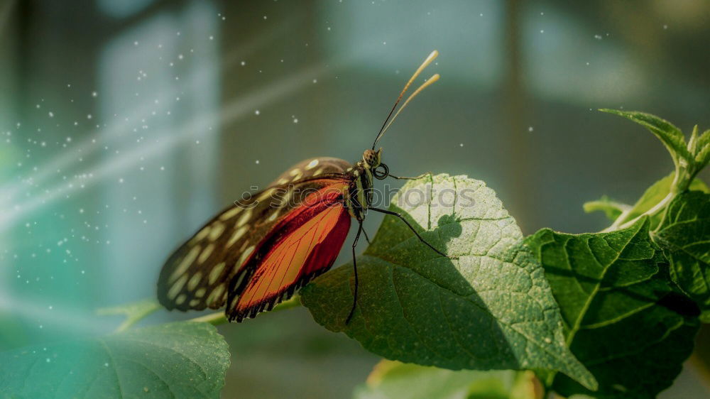 Similar – Image, Stock Photo butterfly photo Leaf