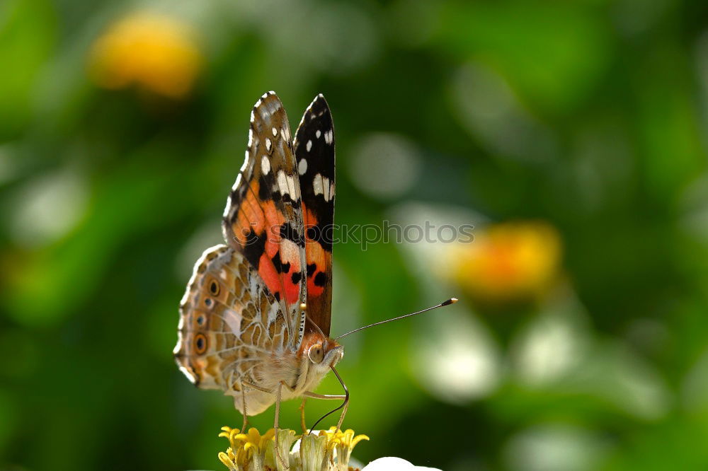 Image, Stock Photo admiral Plant Animal Sun