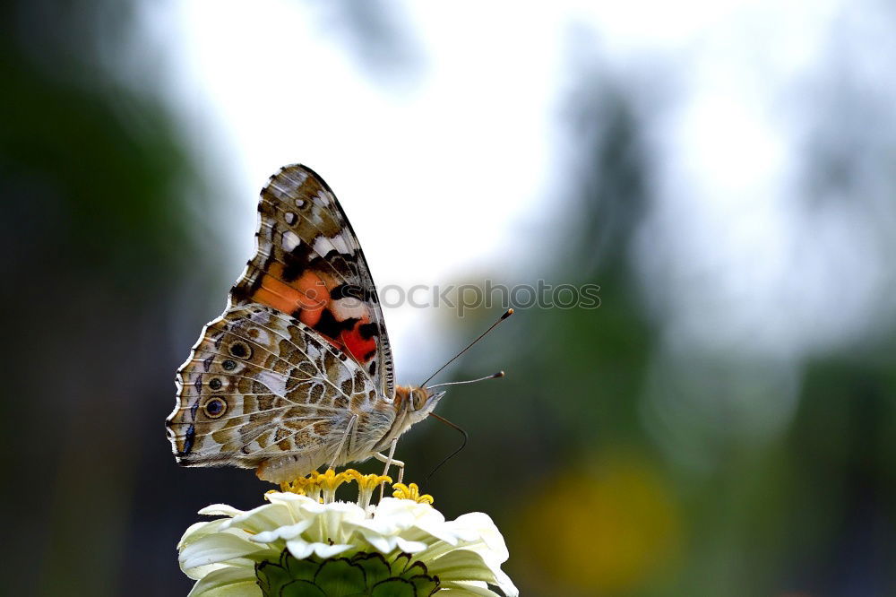 Similar – Image, Stock Photo admiral Plant Animal Sun