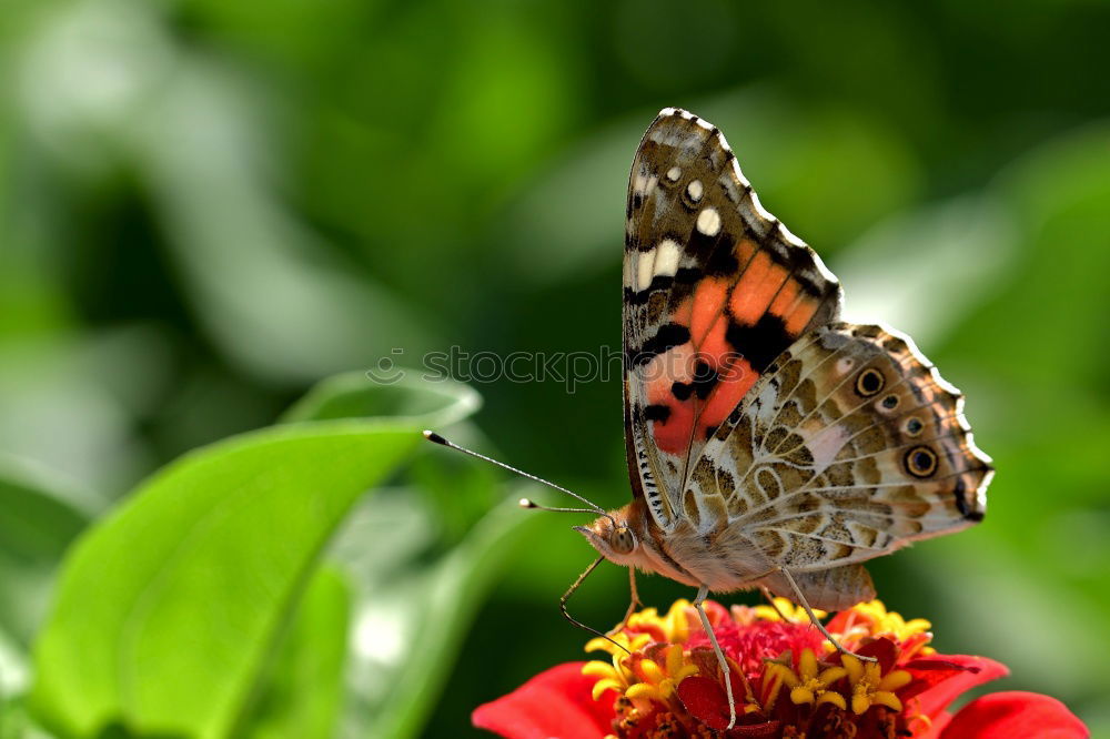 Similar – Image, Stock Photo admiral Plant Animal