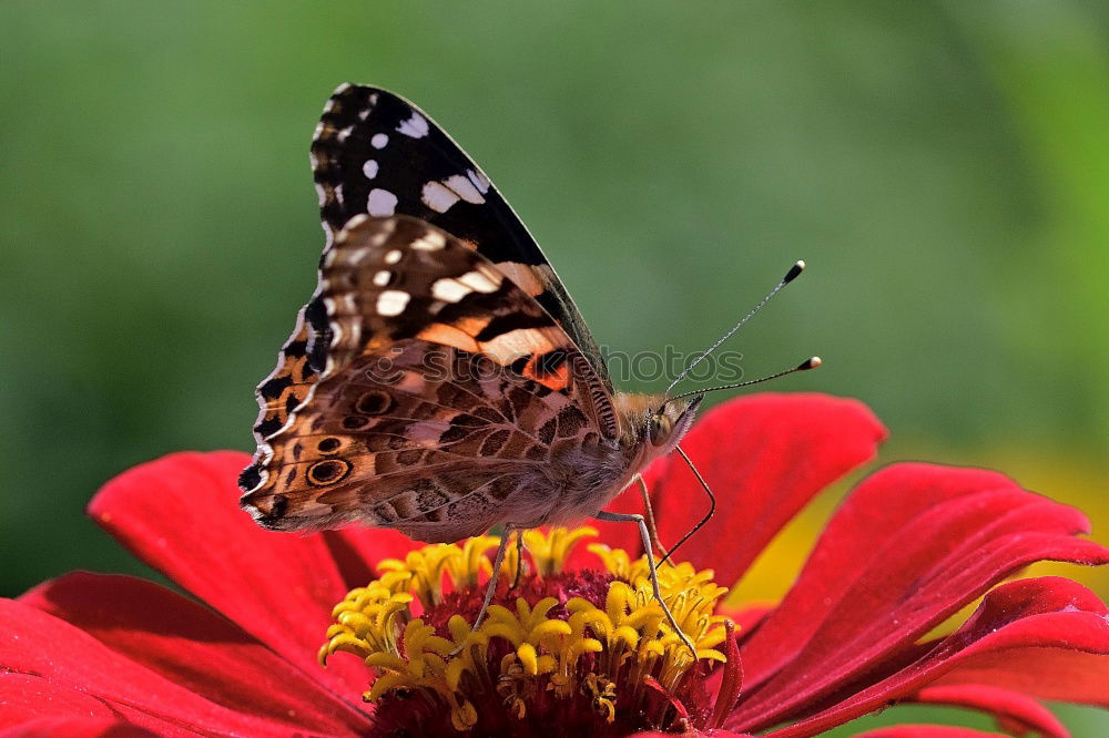 Similar – Image, Stock Photo red on red Wellness Life