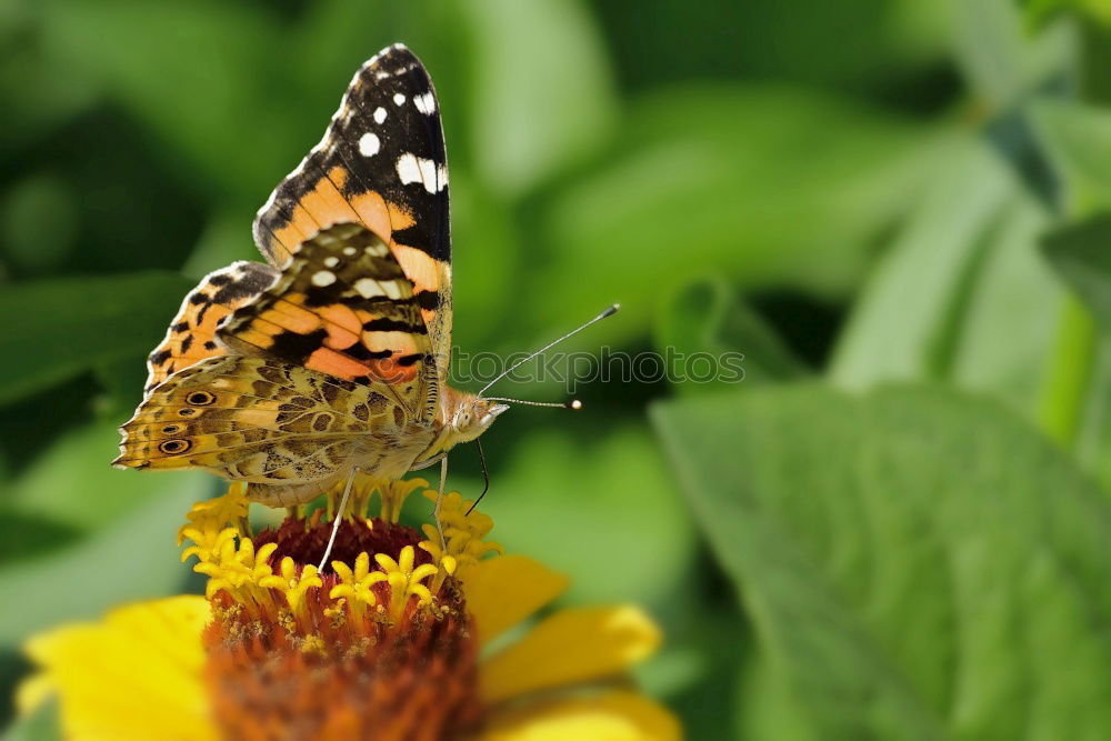 Similar – Image, Stock Photo admiral Plant Animal