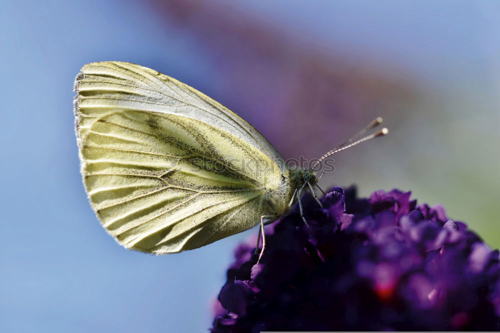 Image, Stock Photo Lightly beaten white at the nectar bar….