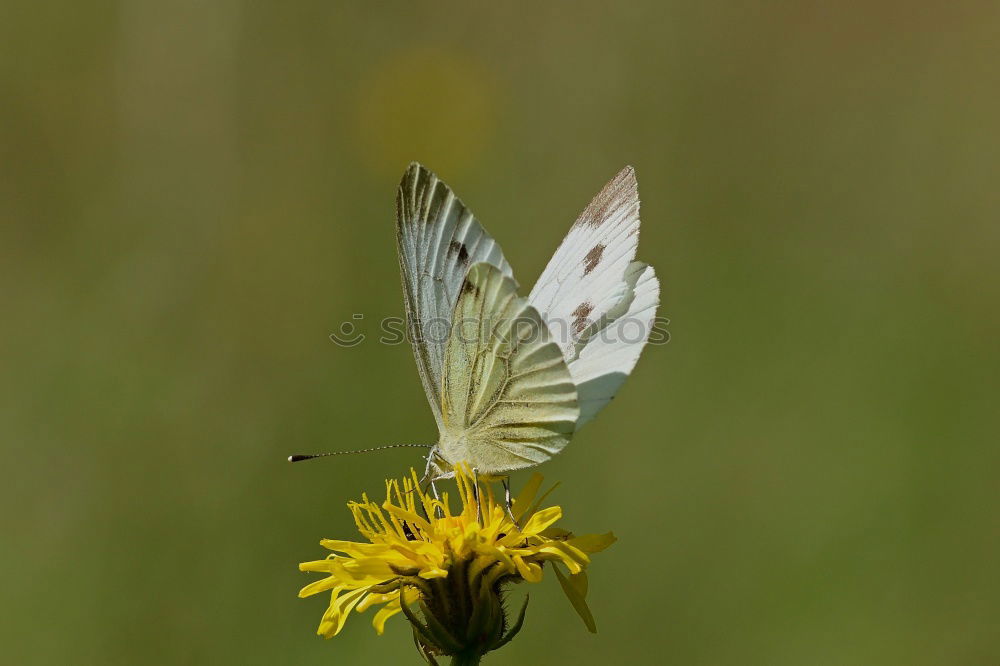 Similar – Papillon Du Chassezac