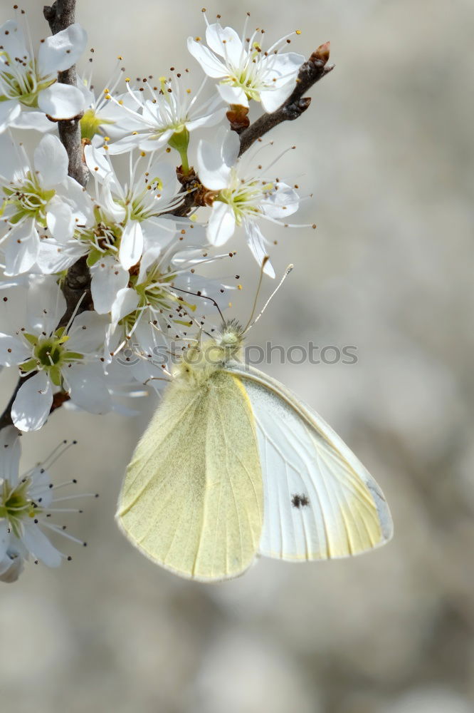 Similar – Papillon Du Chassezac