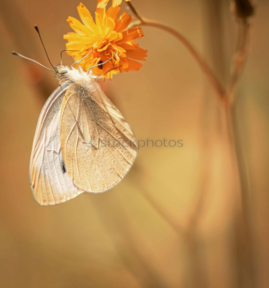 Similar – Image, Stock Photo Take a break. Environment