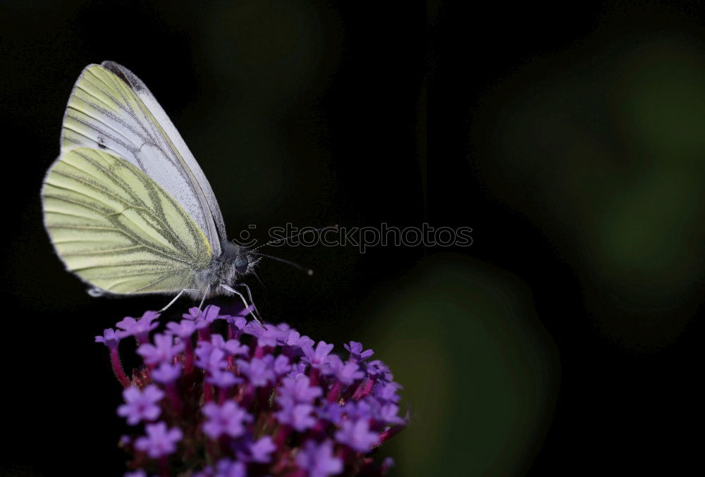 Similar – Image, Stock Photo rest Butterfly Plant Break