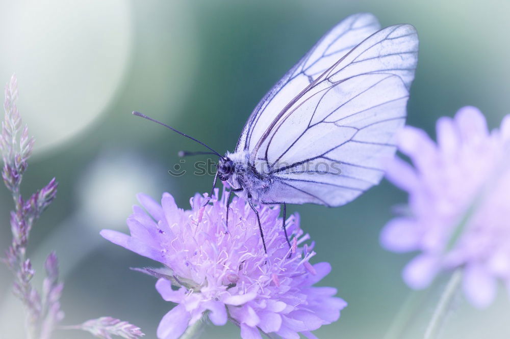 Similar – fluffy butterfly Plant