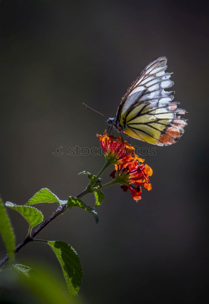 Similar – Image, Stock Photo rest Butterfly Plant Break