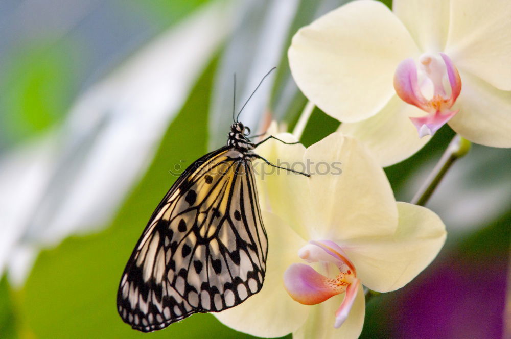 Image, Stock Photo herald of spring Nature