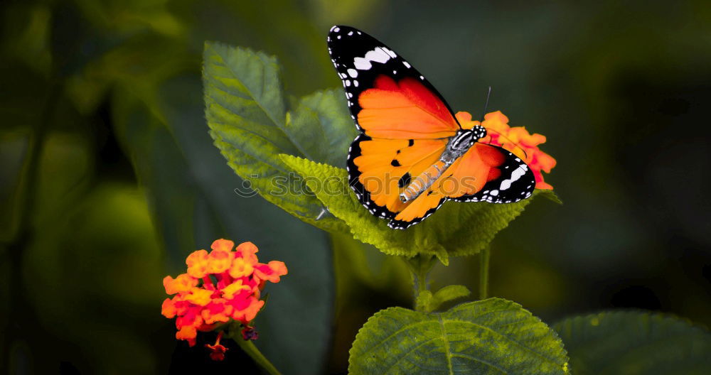 Similar – butterfly II Schmetterling