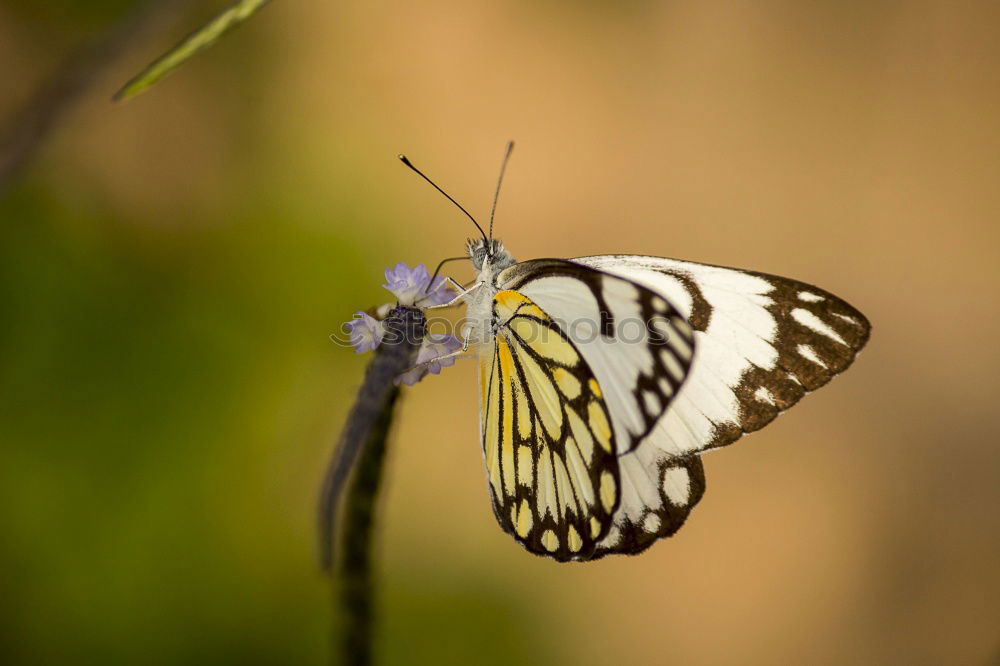 Similar – baumnymphe Schmetterling