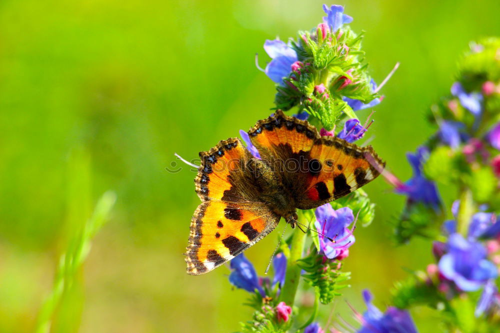 Similar – Image, Stock Photo A butterfly on lavender flowers