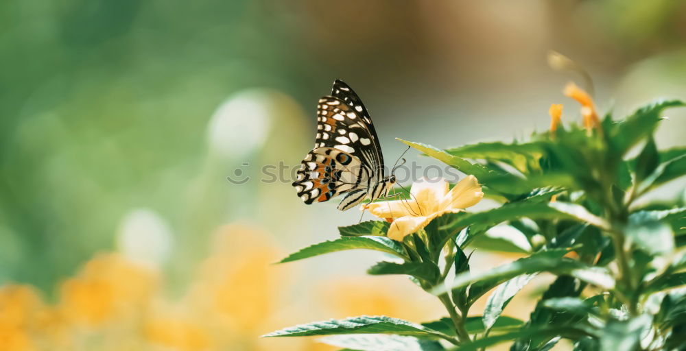 Similar – Butter.Fly. Schmetterling