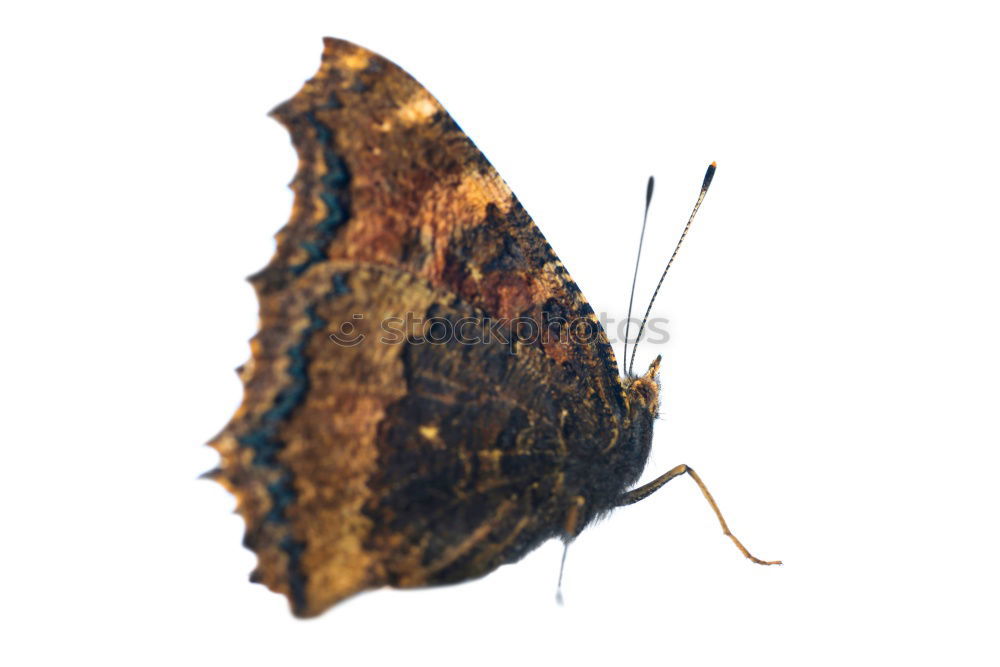 schmetterling Insekt