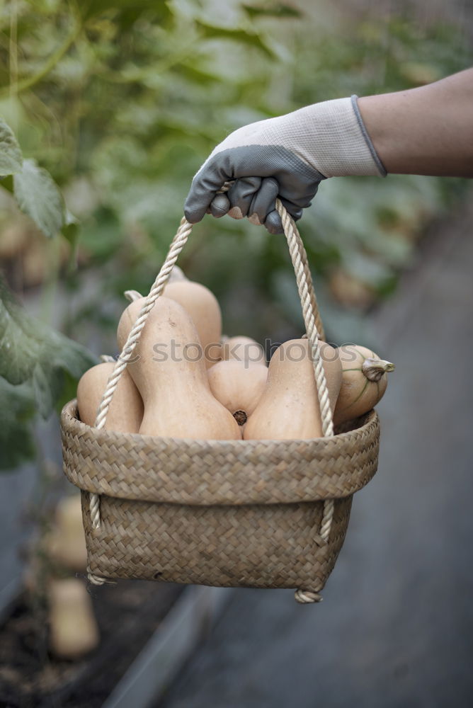 Similar – Planting potatoes