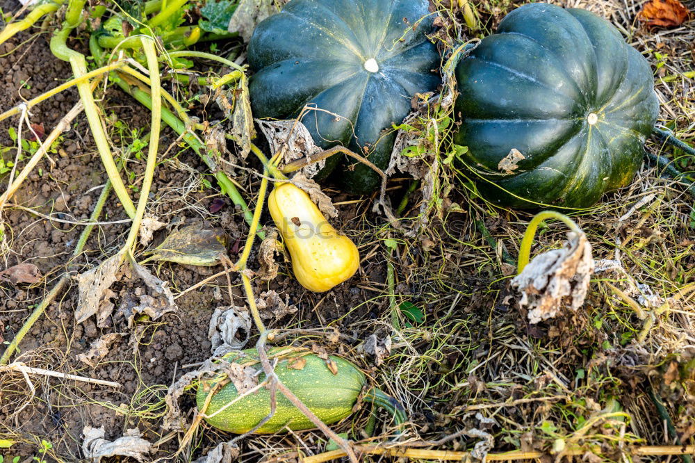 Image, Stock Photo Woman harvest carrots and beetroot