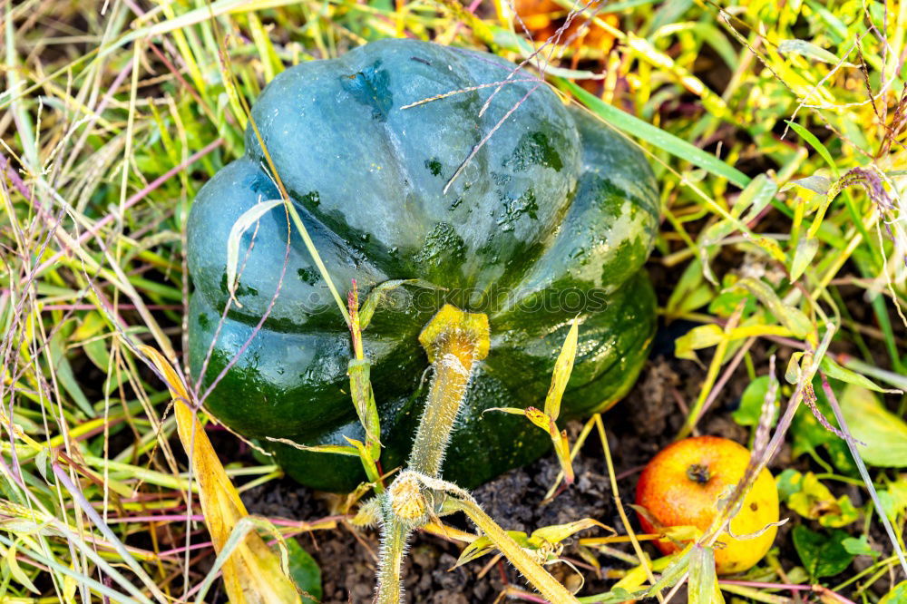 Similar – Image, Stock Photo Kohlrabi Pflanze Nahrung