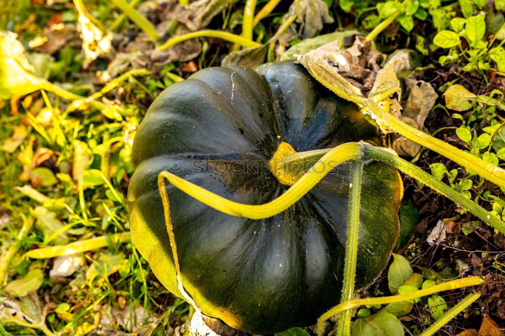 Image, Stock Photo Kohlrabi Pflanze Nahrung