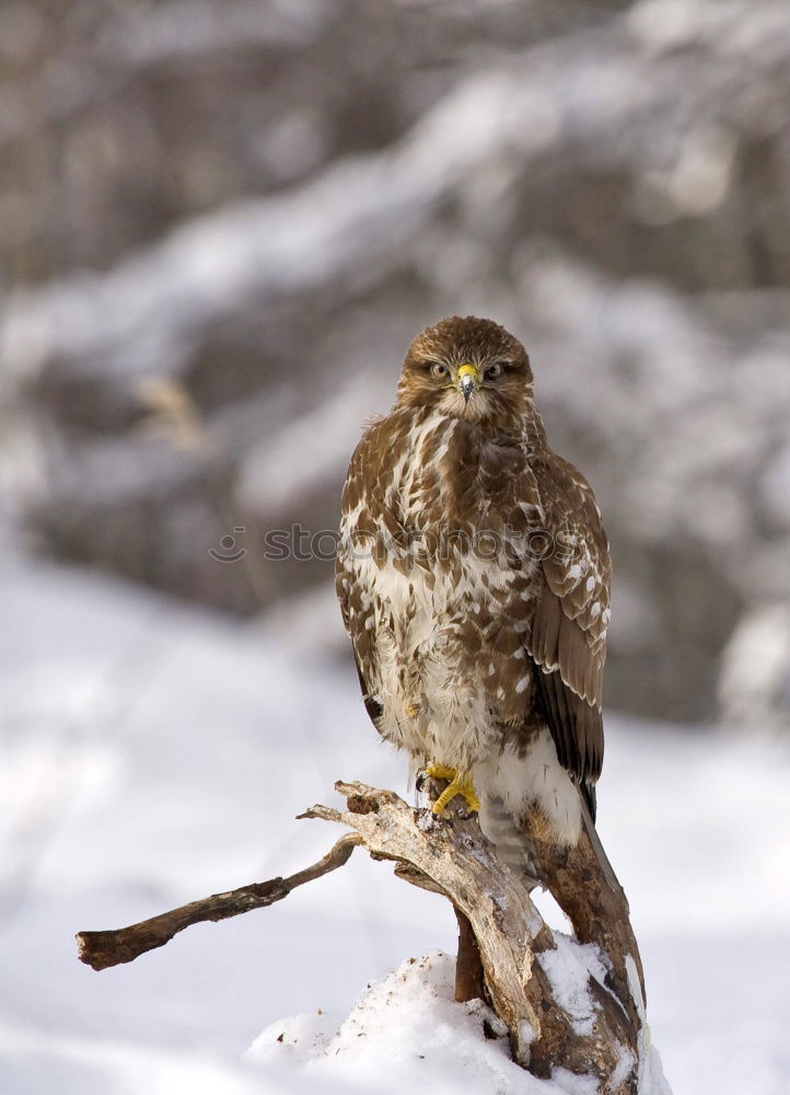 Similar – Juniper Thrush in the snow