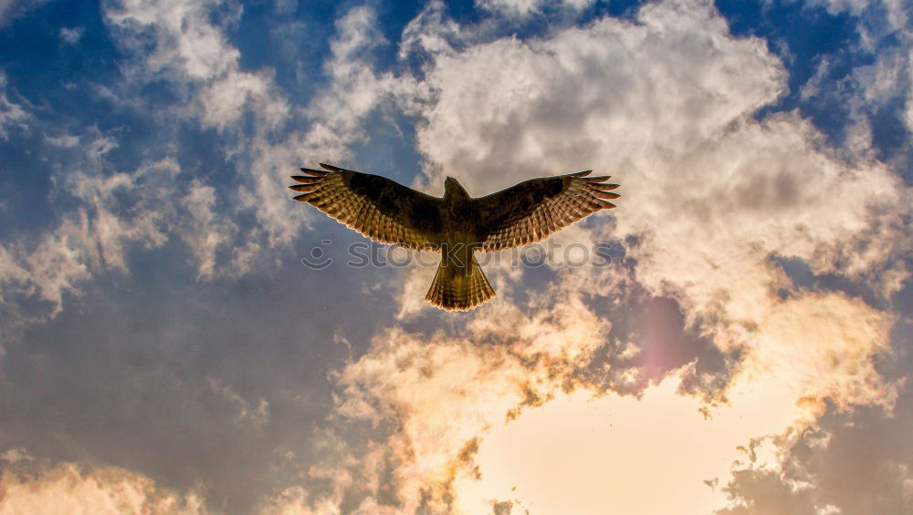 Similar – birds Clouds Light Sunset