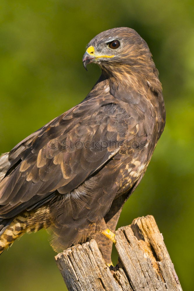 Image, Stock Photo Common Buzzard Biology