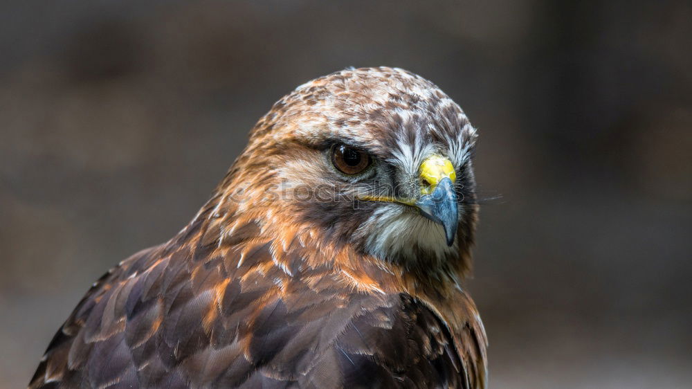 Similar – Image, Stock Photo Common Buzzard Biology