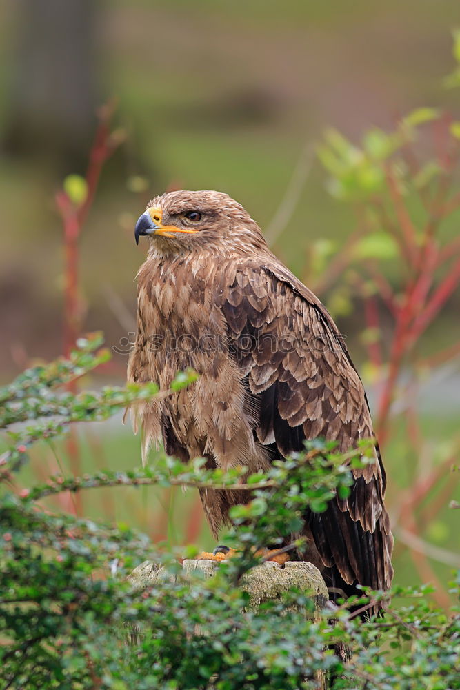 Similar – Image, Stock Photo Common Buzzard Biology