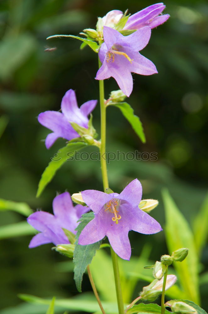 Similar – Image, Stock Photo kitchen herbs