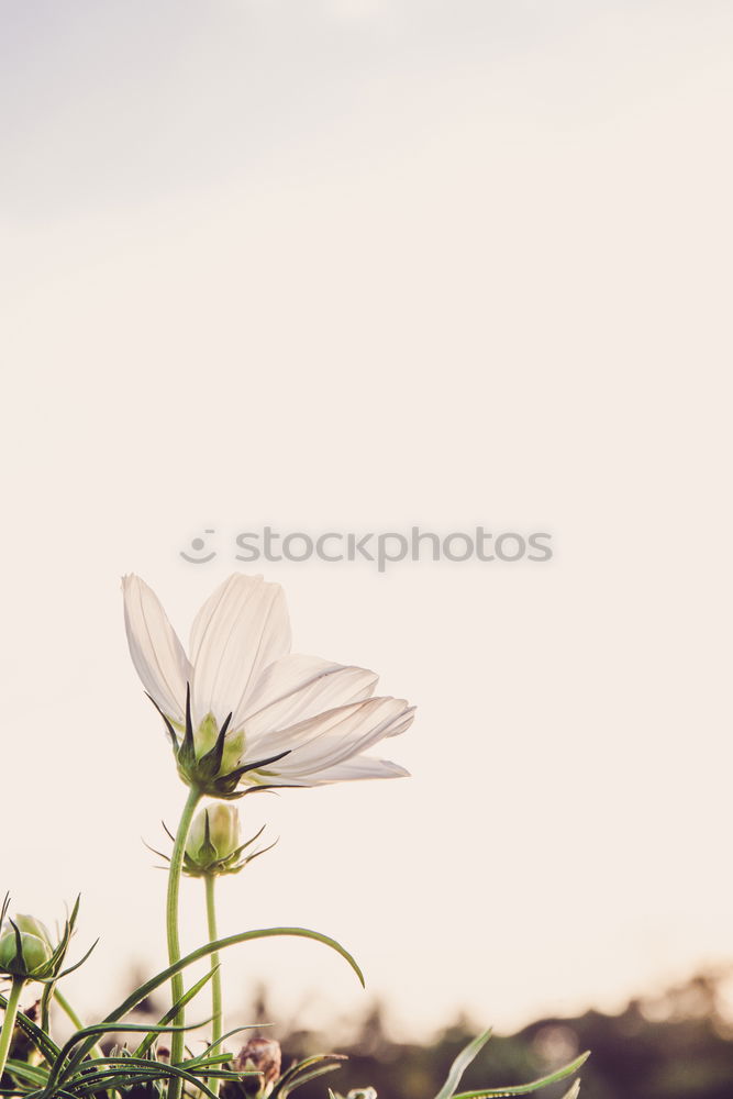 Similar – Image, Stock Photo Beautiful balcony flowers