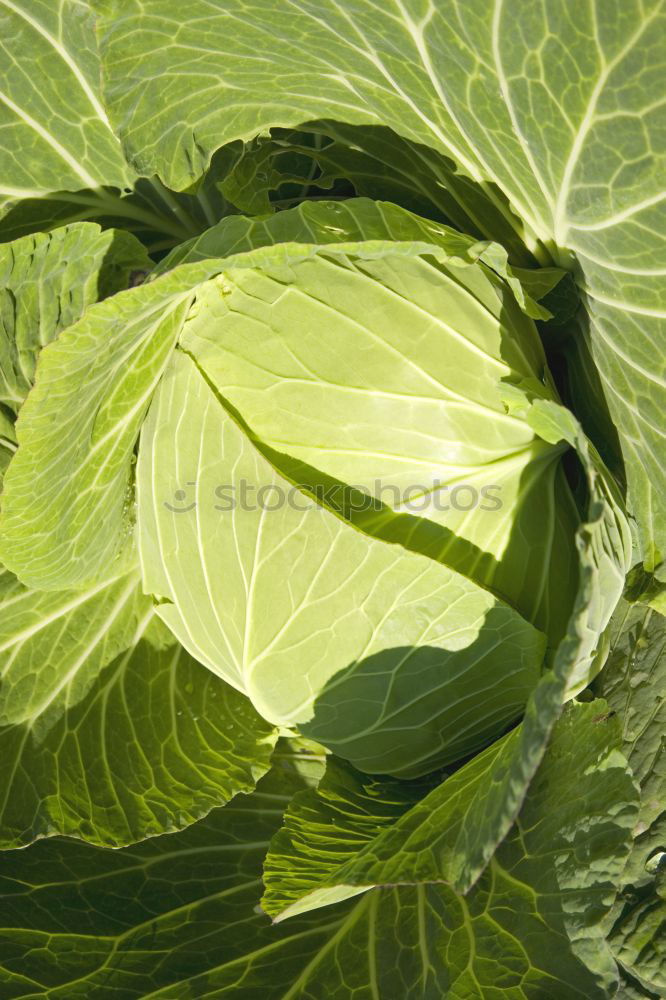 Similar – Image, Stock Photo Season vegetables