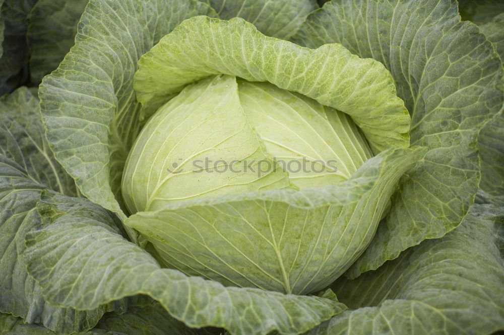 Similar – Cabbage 2 Leaf