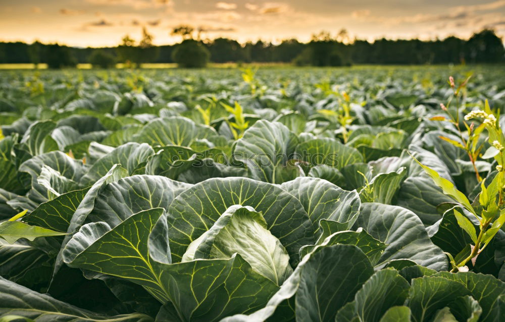 Similar – Image, Stock Photo Leaf spinach fresh from the field ripe for harvesting