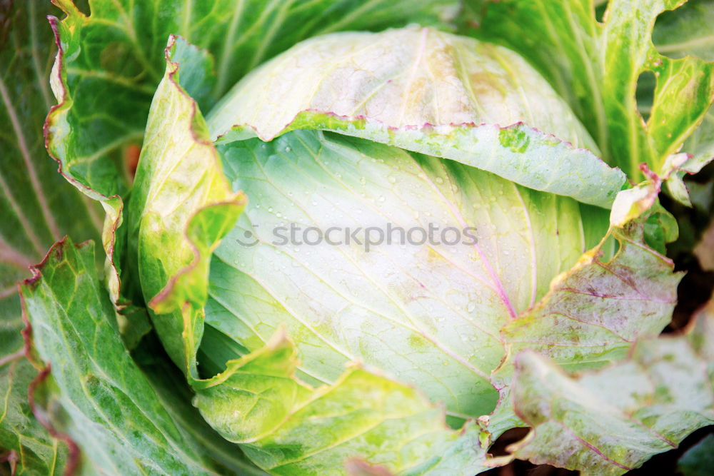 Similar – Cabbage 2 Leaf