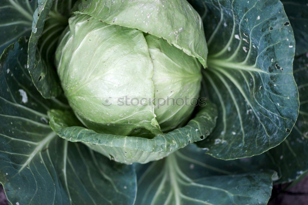 Similar – Cabbage 2 Leaf